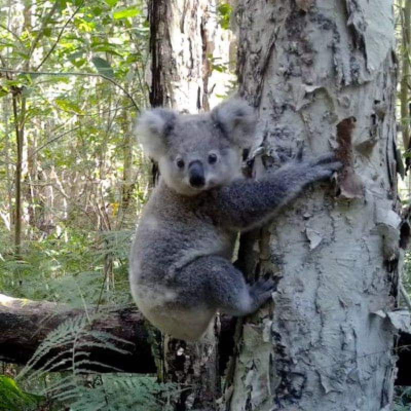 A koala pictured clinging to a tree