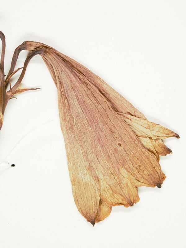 Blandfordia grandiflora
