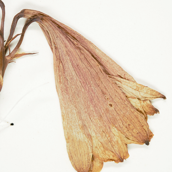 Blandfordia grandiflora