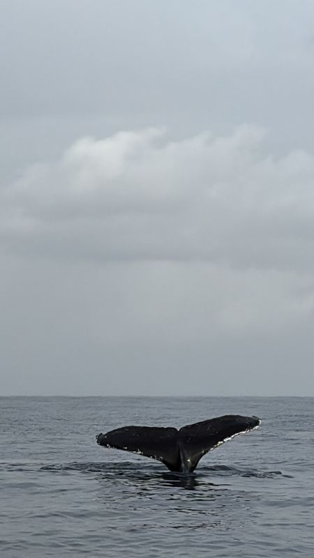 SDU 2026 Whale sighted