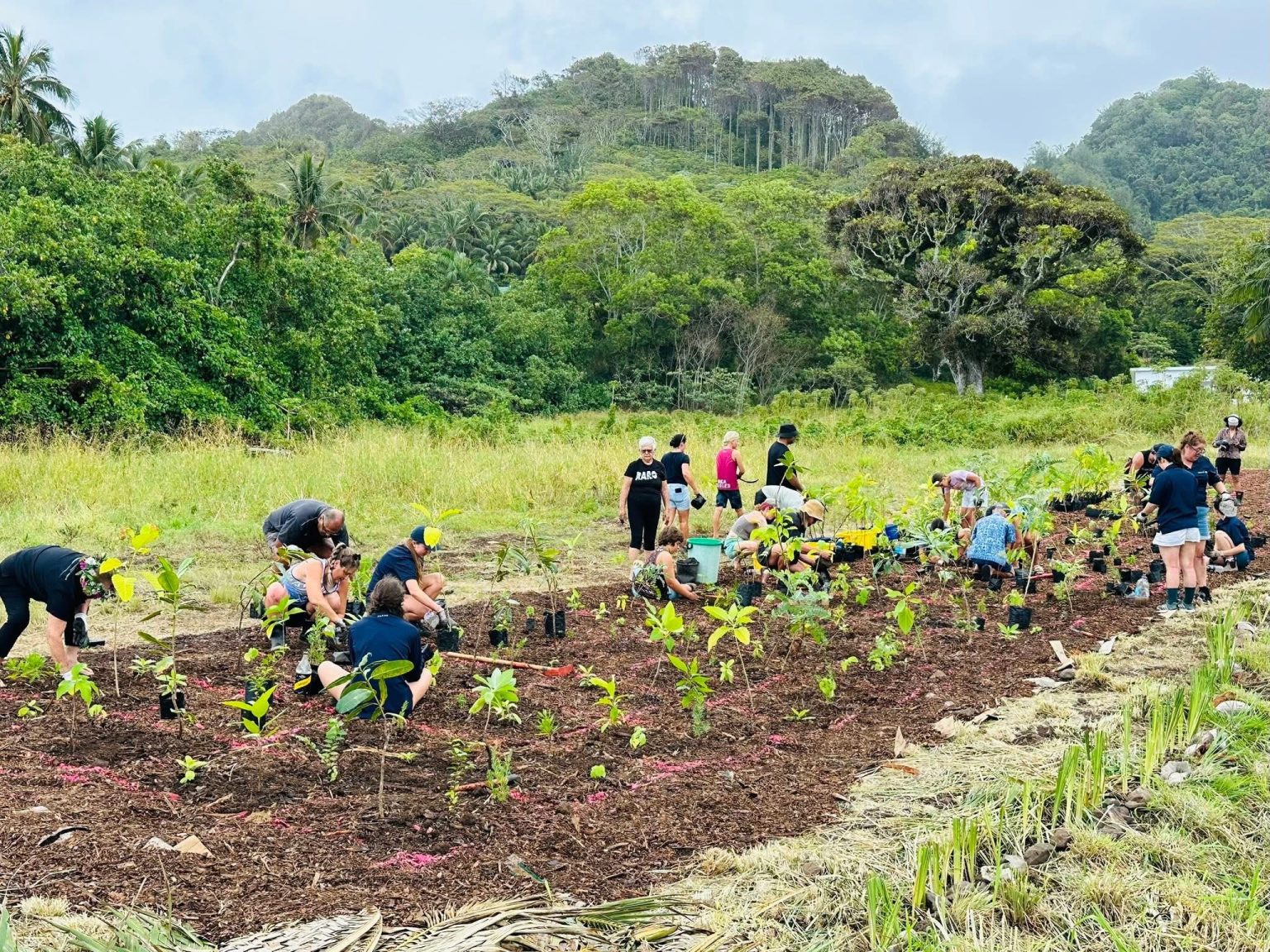 Team planting the first tiny forest