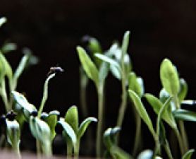 seedlings. Seed grants announced
