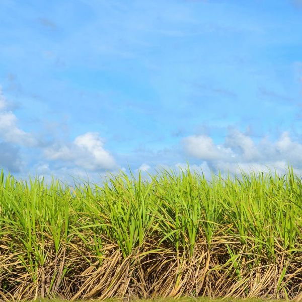 Sugar cane crop