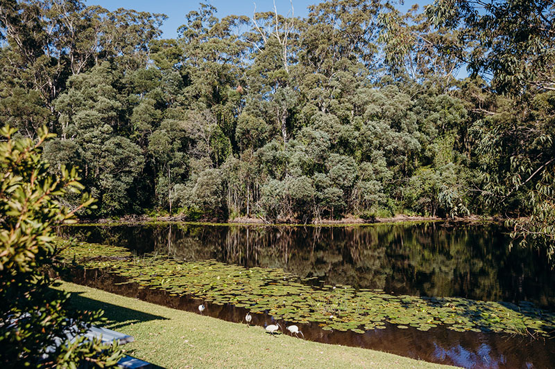 image of a creek and ducks