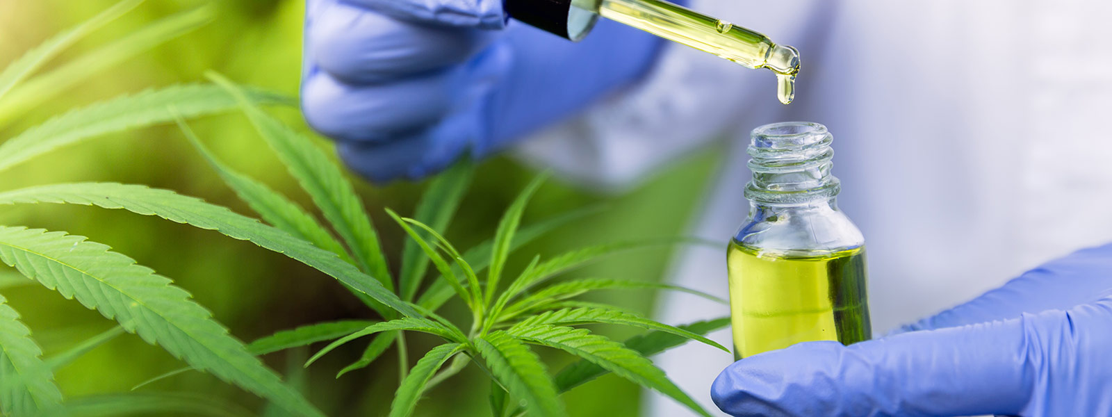 Medicinal Cannabis: Getting it right / Research Impact / Our stories / Research / The University of Newcastle, Australia