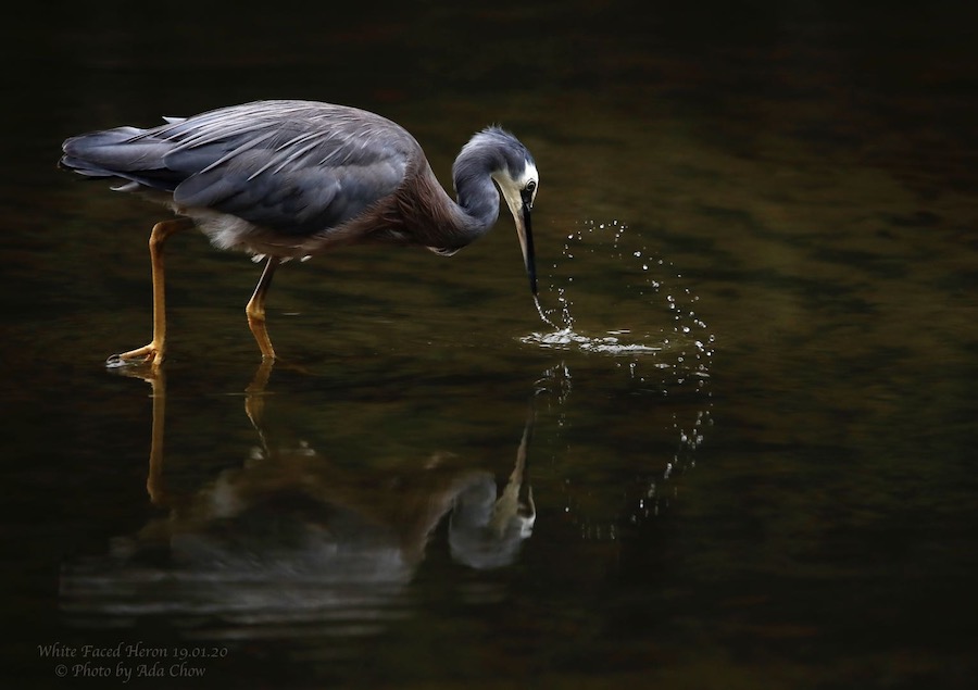 Native bird with beak in water