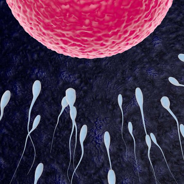 Researchers make new connections between sperm and overall health 