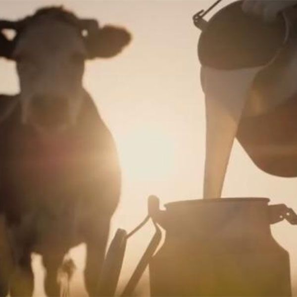 A cow and a man pouring milk from a pail. Institute for Regional Futures to collaborate with councils to ready the region for international airport