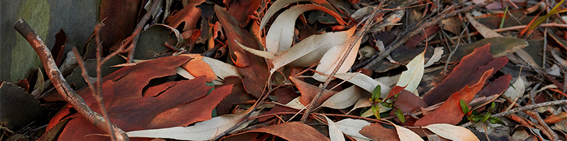 Some dried gum leaves