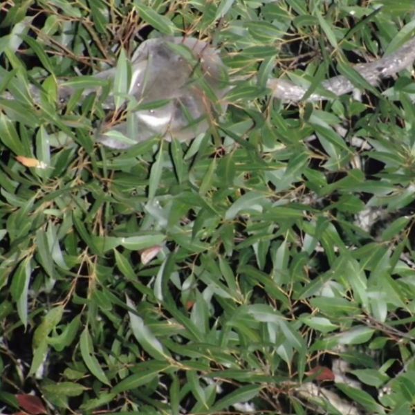 photo shows image of koala from above in trees