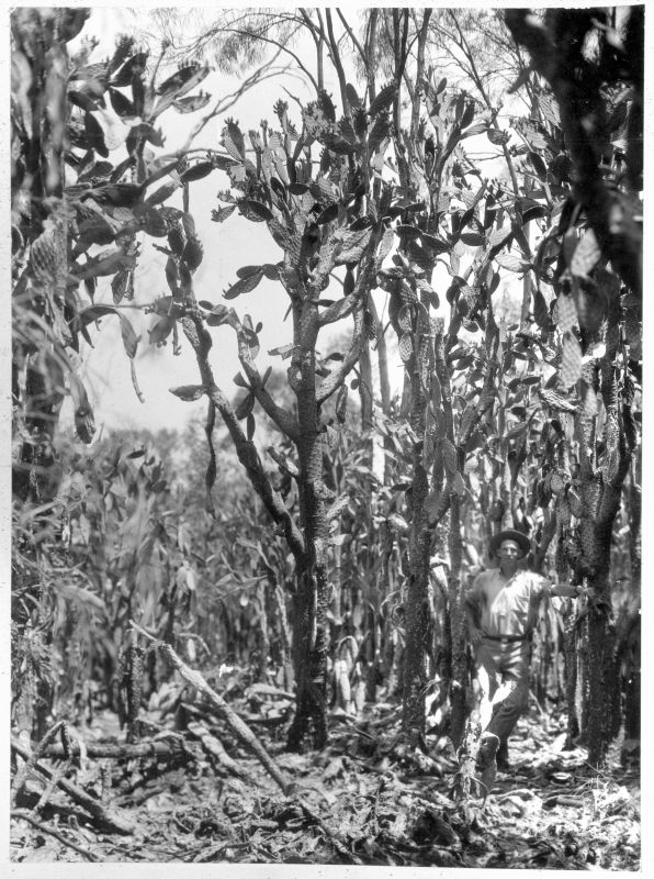 Black and White photograph of a man standing in an invasive prickly pear forest in Queensland, 1935.