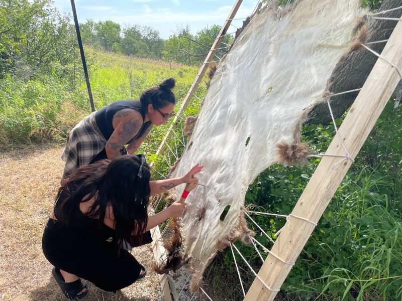Two women tanning a hide that is stretched out on a wooden frame held with ropes.