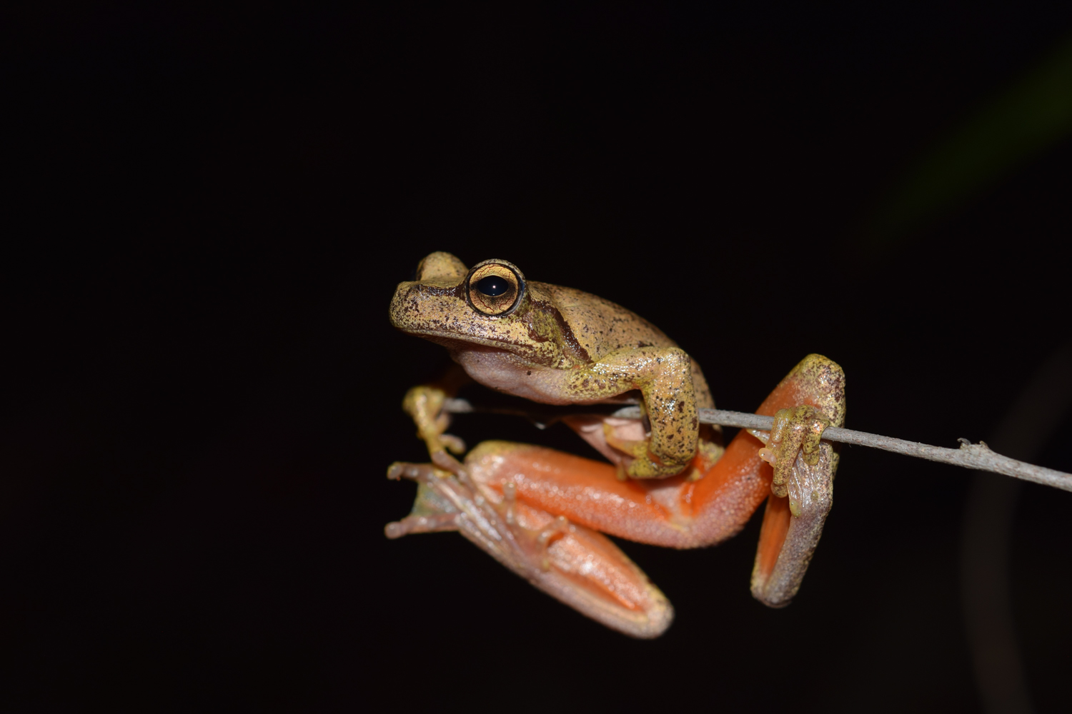 Littlejohn's tree frog pictured against black background