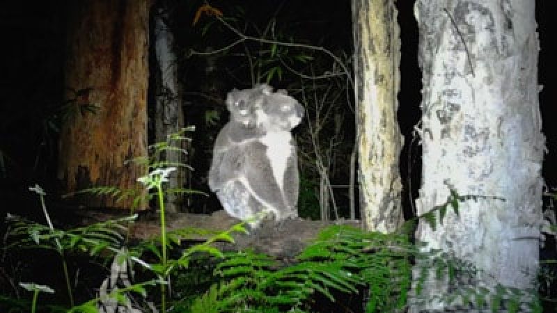 mother and baby koala sitting on a fallen tree 