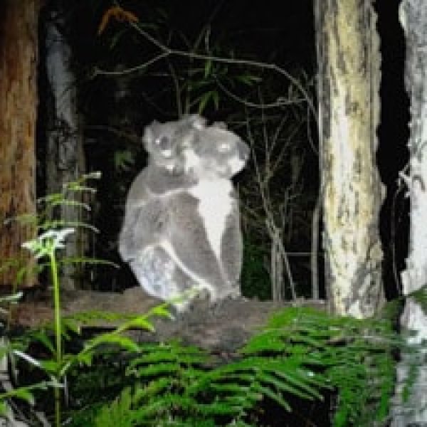 mother and baby koala sitting on a fallen tree 