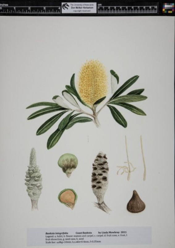 Banksia integrifolia datasheet