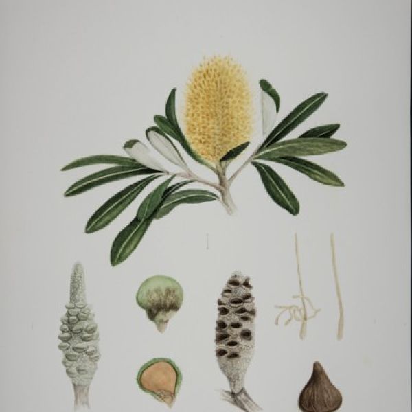 Banksia integrifolia datasheet