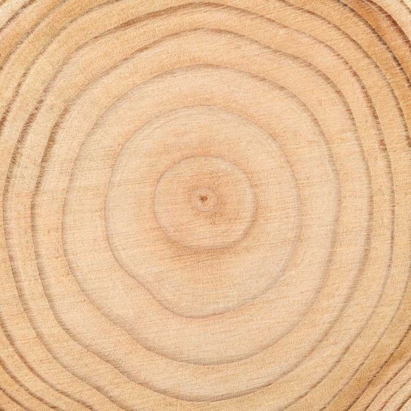 Detailed view of a tree trunk cross-section with circular growth rings and pale wood grain.. New discoveries in tree ring dating.