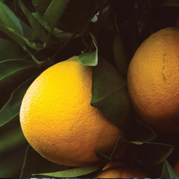 Sustainable Food Innovation