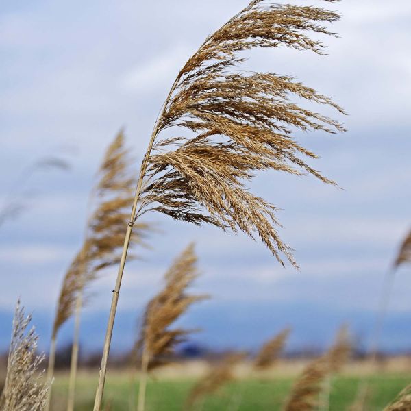 Grass blowing in the wind. Mental illness going unrecognised in country communities