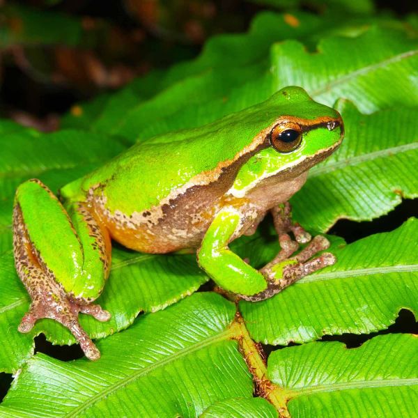 Davies' tree frog. Researchers jump to action to save threatened frog species