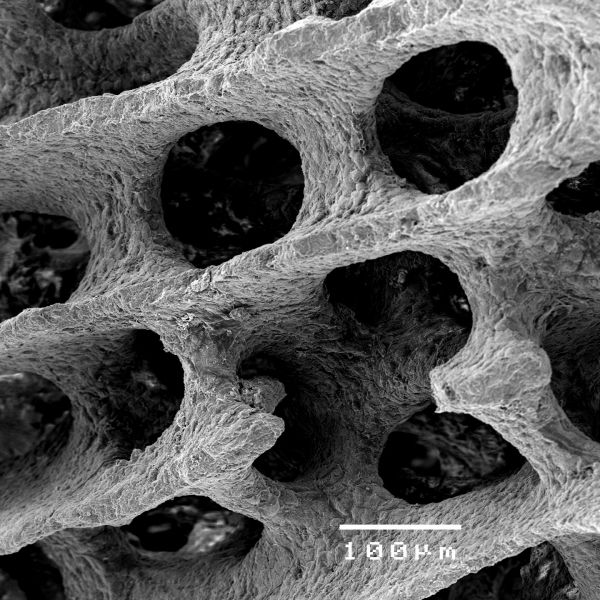 . Marine heatwaves a bigger threat to coral reefs than previously thought, scientists find