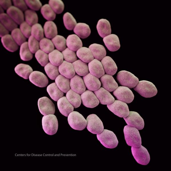 Acinetobacter baumannii, which uses a protein called Acel to resist hospital-grade antiseptic chlorhexidine. Credit: CDC