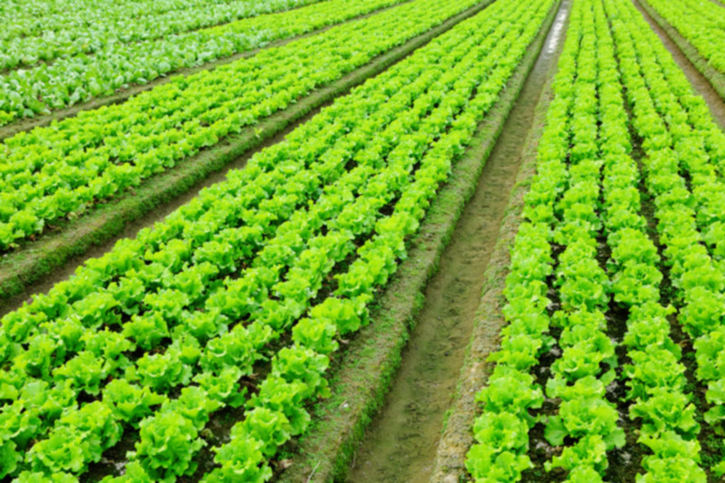 bigstock-lettuce-plant-in-field-44200858.jpg Big Field