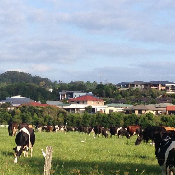Rural urban interface in the Tweed – © Selina Stillman. Farmers face unexpected challenges as they navigate modern life on the land  