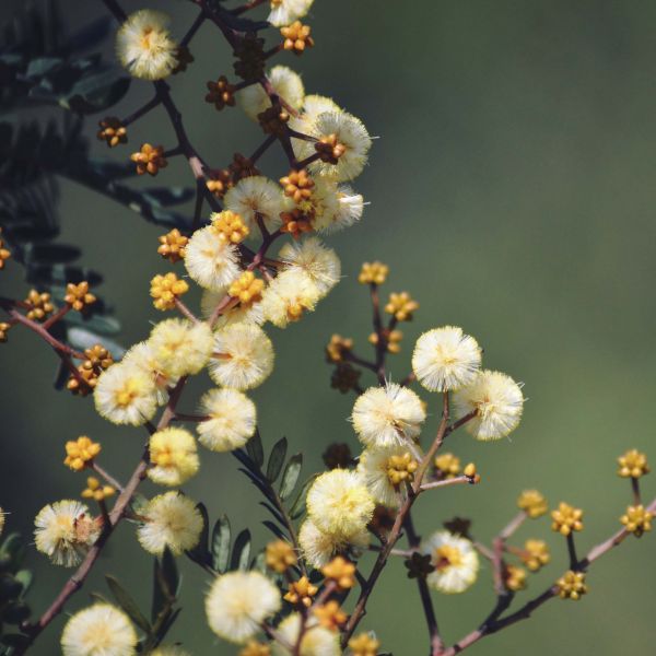 Photo of Australian Wattle tree. 2020 Australia Day Honours 