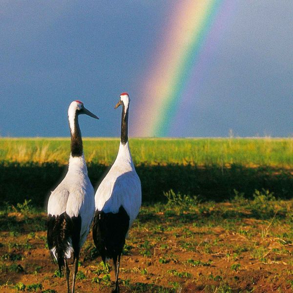 Two Cranes In Front of Rainbow