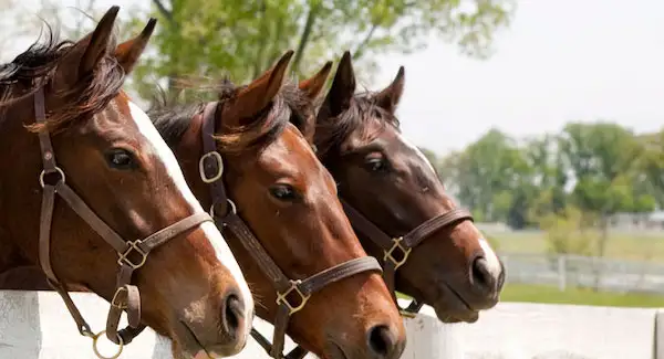 3 horses looking over fence