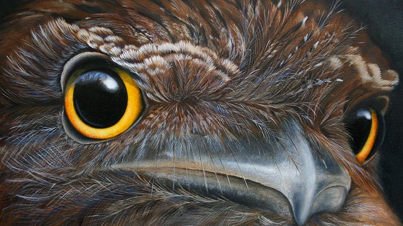 Tawny Frogmouth by Natural History Illustration student - Prue Sailer