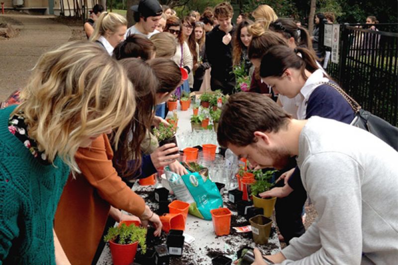 Residents Succulent Planting