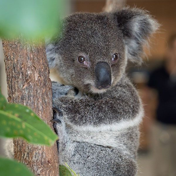 Could freezing koala sperm save the species?