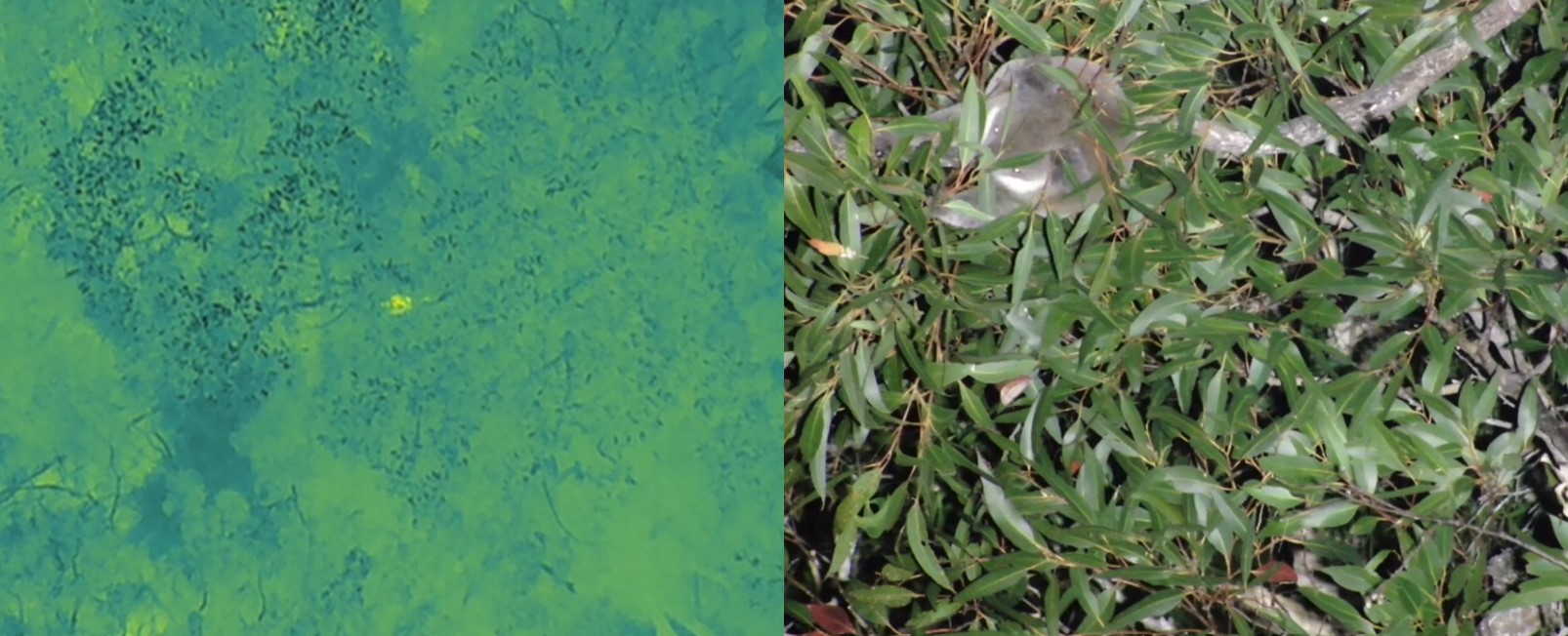 image shows green thermal imaging and picture of koala in trees