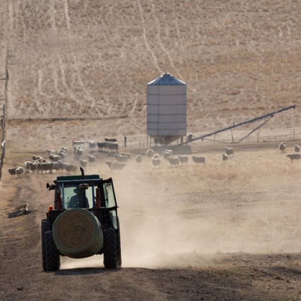 A tractor is pictured in a dry, dusty paddock with sheep in the background