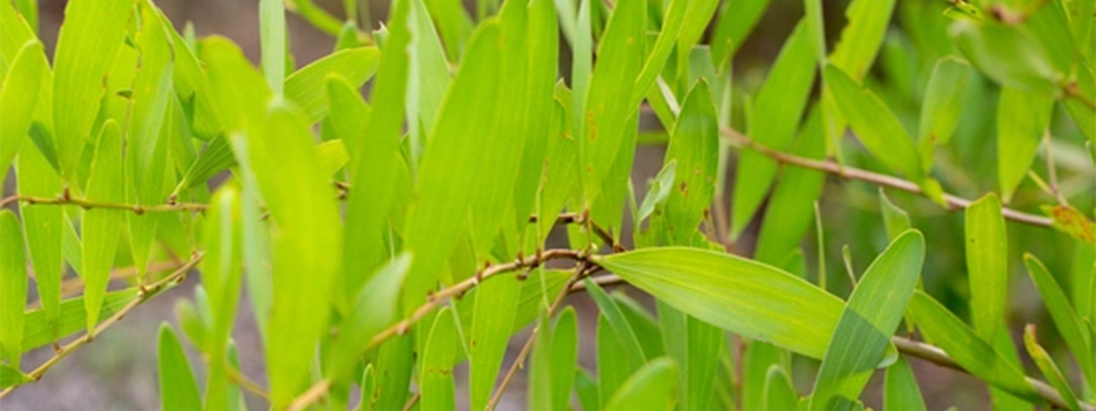 Australian Health Promoting Universities Network