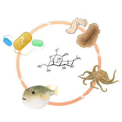 Biosynthetic hooks for enigmatic marine toxins