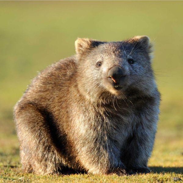 wombat. $2.2 million in ARC Discovery grants to help boost Australian life