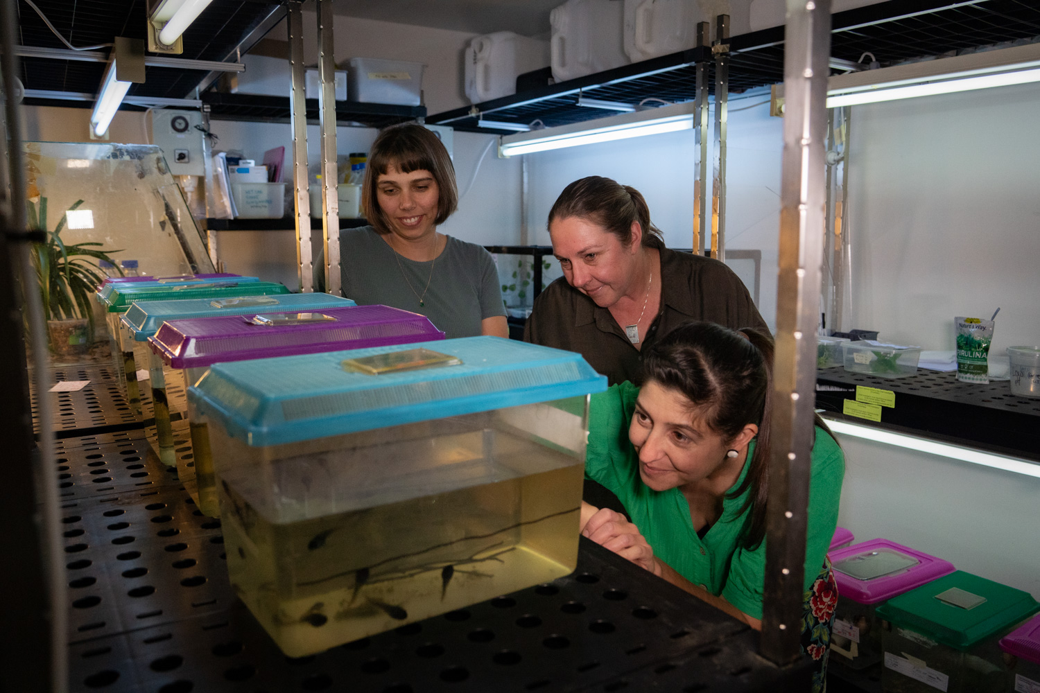 in a lab setting with small tanks of tadpoles in the foreground. Three researchers are looking inquisitively at the tadpoles