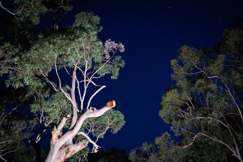 an up shot of the dark night sky revealing the tree canopy