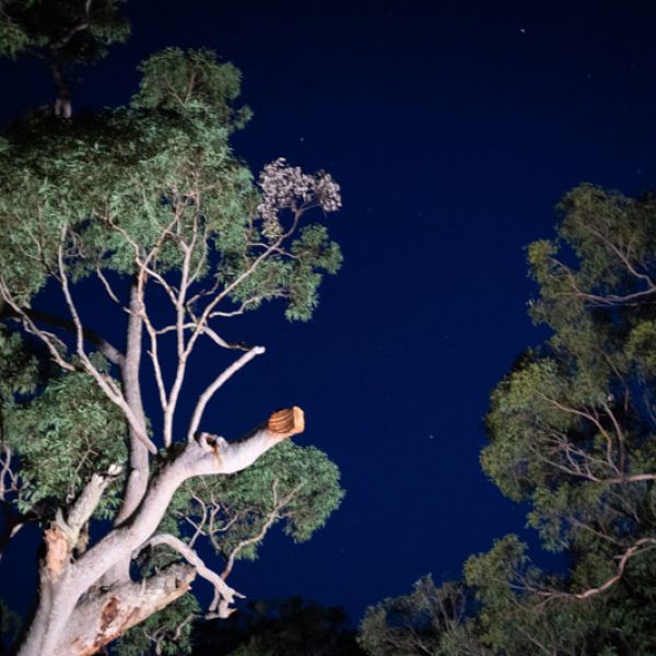 an up shot of the dark night sky revealing the tree canopy