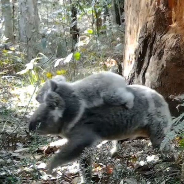 Koala walking on the ground with a joey clinging to its back