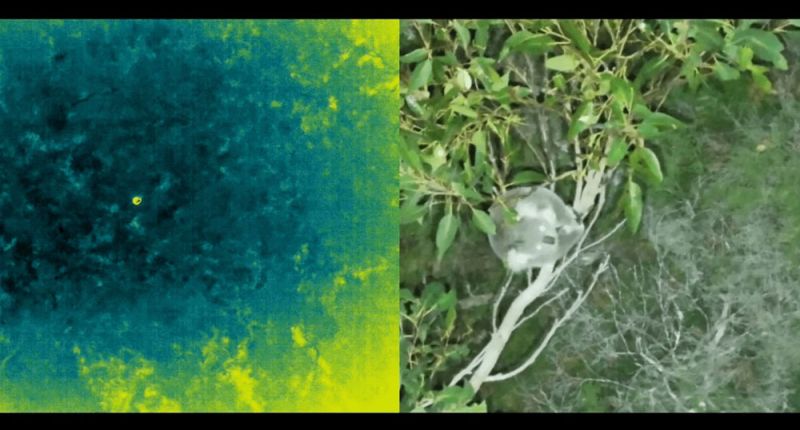 An aerial thermal drone image reveals a small yellow dot. Positioned next to it is another image of a koala in the treetops looking up at the drone camera