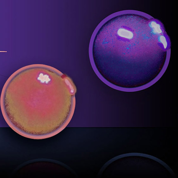 Centre for Reproductive Science