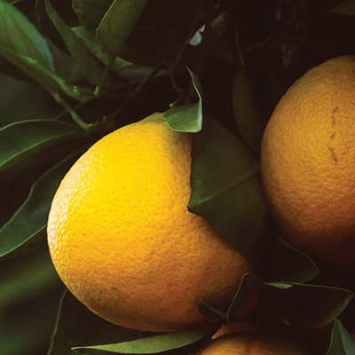 Sustainable Food Innovation