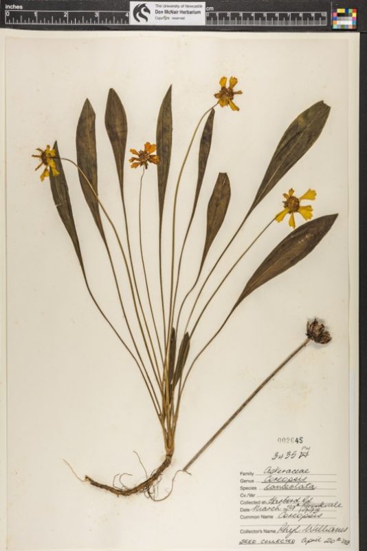 Coreopsis lanceolata datasheet