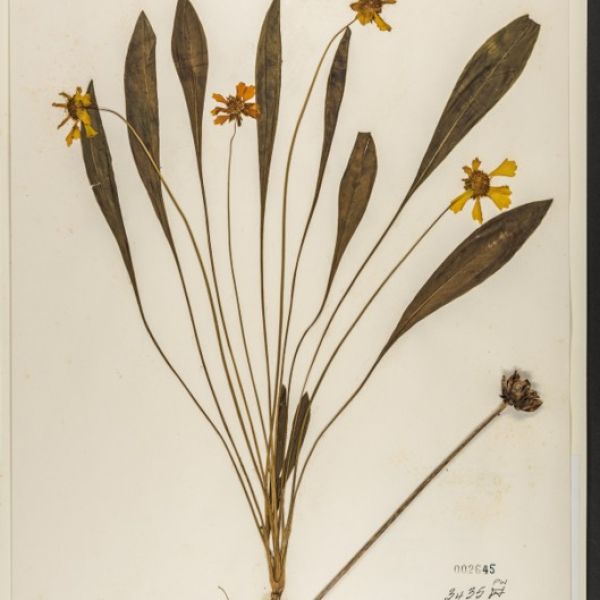 Coreopsis lanceolata datasheet