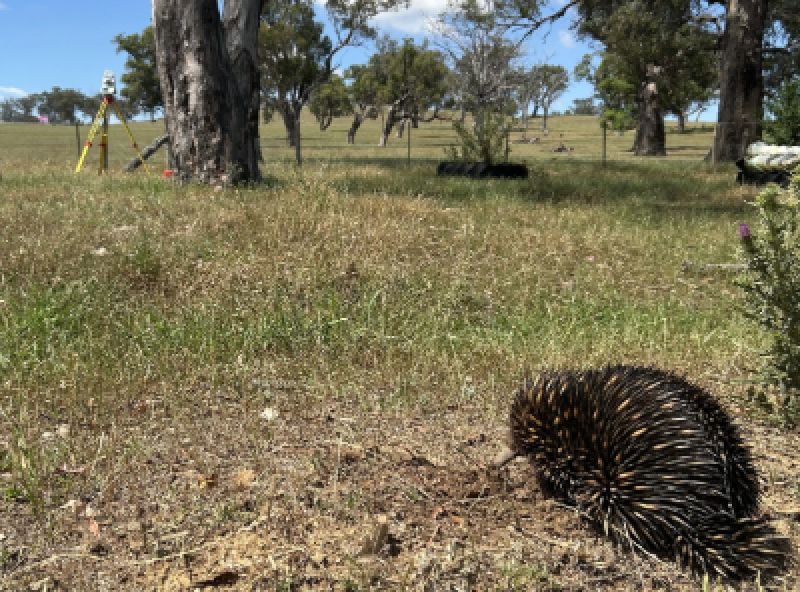Image of echidna in open field with surveying equipment